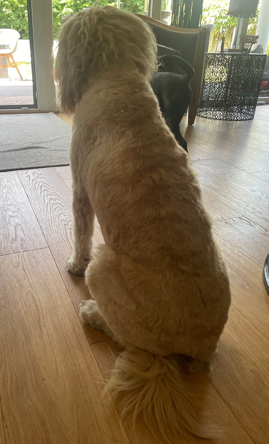 Customer photo review of 10% CBD Tropfen für Hunde