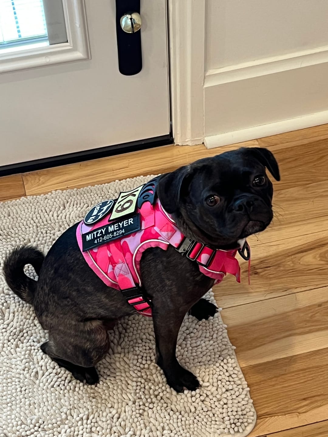 Customer photo review of NEW Upgraded Tactical No-Pull Team K9™ Dog Harness with 4 Quick-Release Metal Buckles, Reinforced Front & Back V-Rings, Hook & Loop Panels, Adjustable Straps, Reflective Strips, & Top Handle