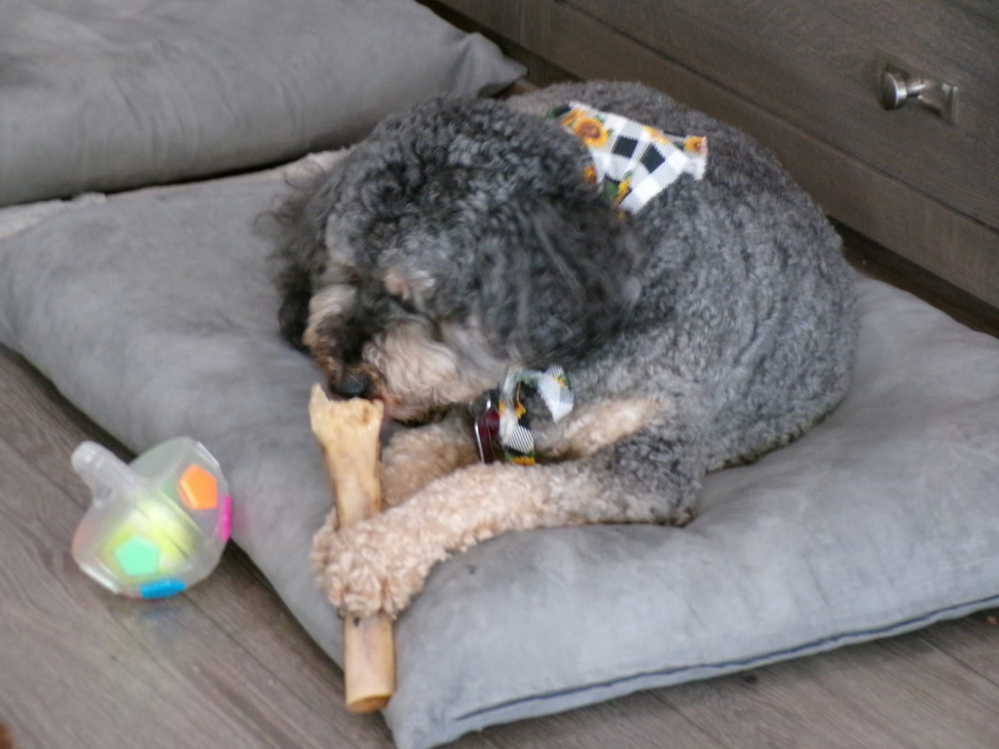 Customer photo review of Medium Ostrich Cane (10" x 3"): The Long-Lasting, Flavor-Packed Chew for Medium & Large Dogs