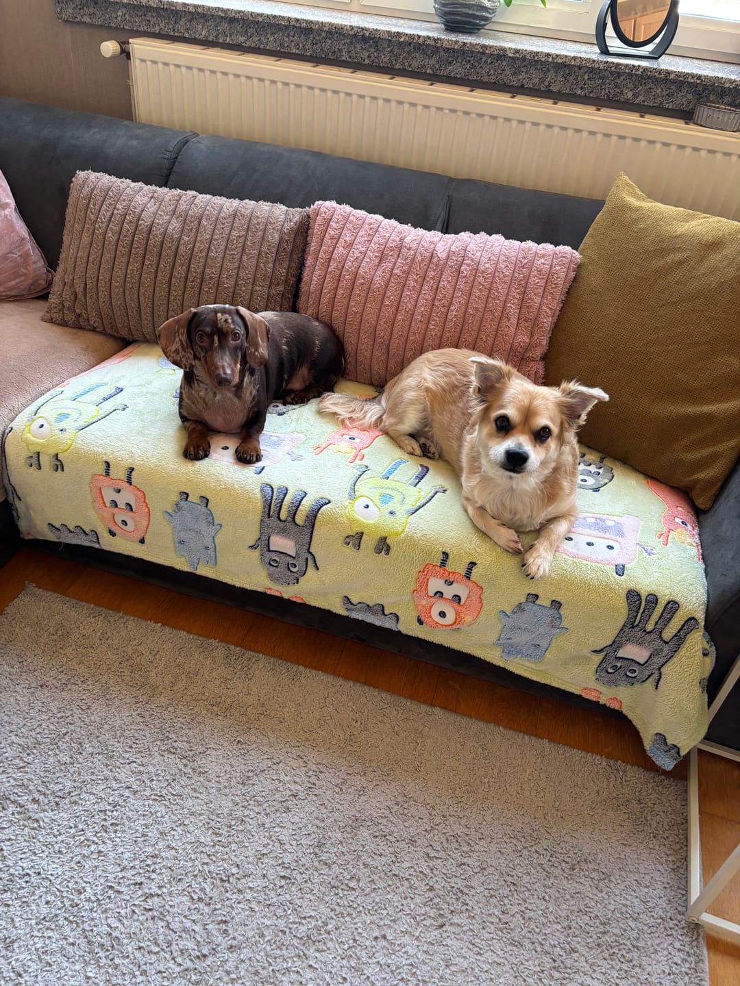 Customer photo review of Beemzy Tandpoeder voor Honden
