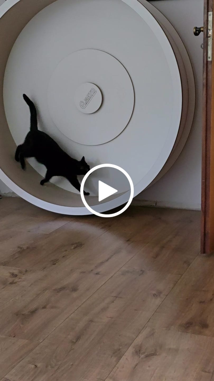 Customer video review of Elmato Katzenlaufrad Rocky Wandlaufrad