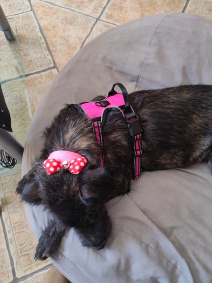 Customer photo review of Dog Collars Harness Big Vests Leash Pet Shop Everything for Dogs Leather Puppy Accessories Medium Small Set