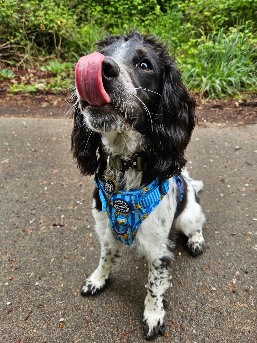Customer photo review of Disney© Tough Trails™ Harness - Simba
