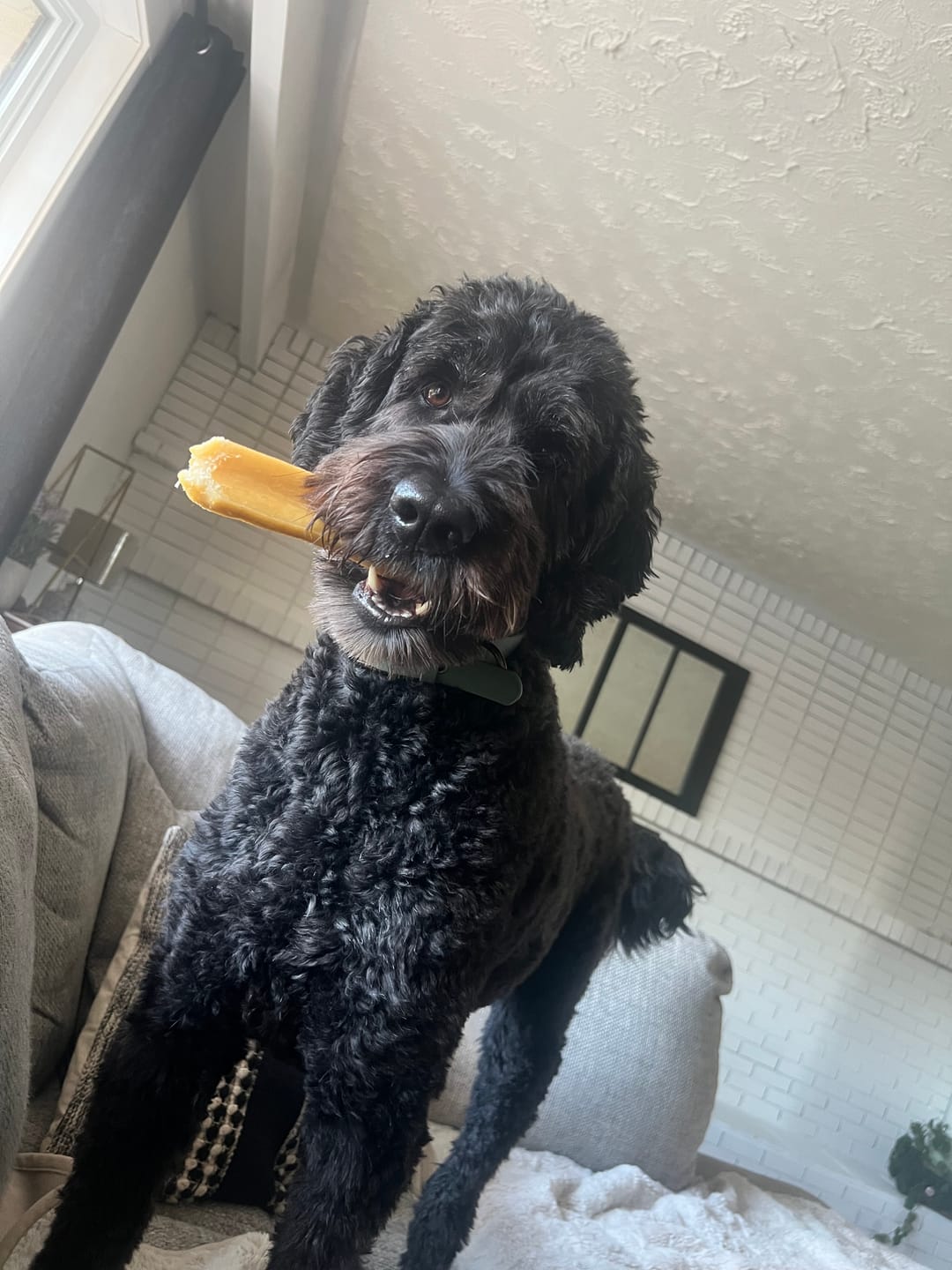 Customer photo review of Himalayan Yak Chew (LARGE)