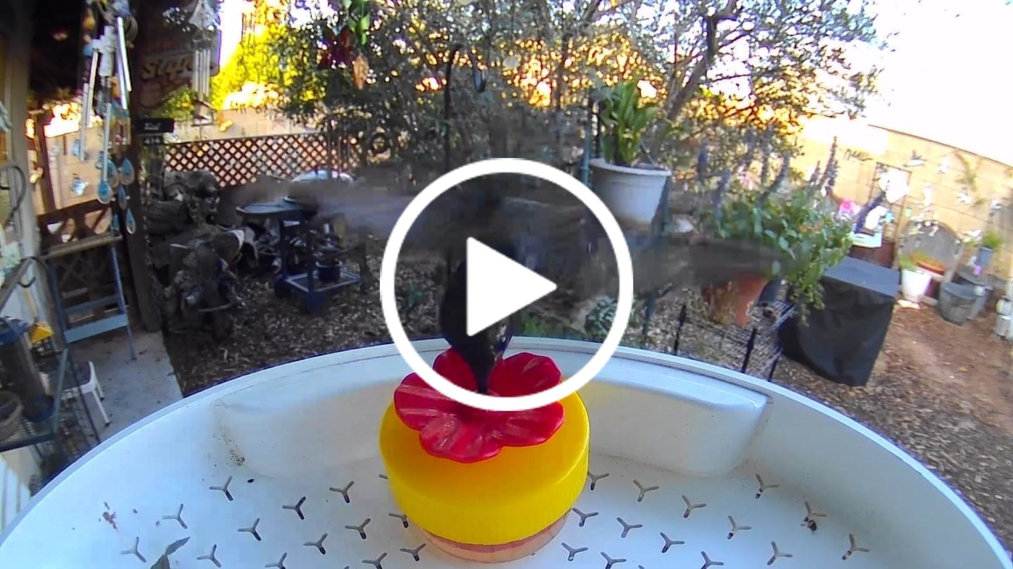 Customer video review of Birdfy Feeder - Smart Bird Feeder with Camera Standard Kit