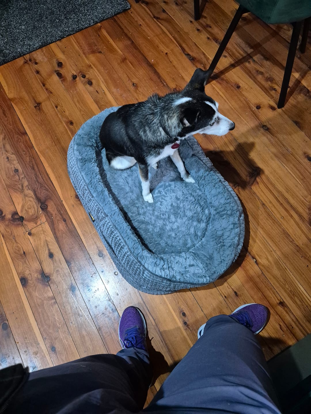 Customer photo review of Orthopedic Plush Dog Bed Soft Washable Pet Bed Grey Cosy Cushion
