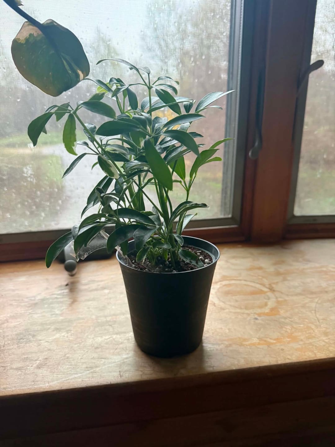 Customer photo review of Lucky Money Tree - Lucky Houseplant - Easy Care Tall Indoor Live Plant- Gift Indoor Plant - Pet Friendly Air Purifier Plant