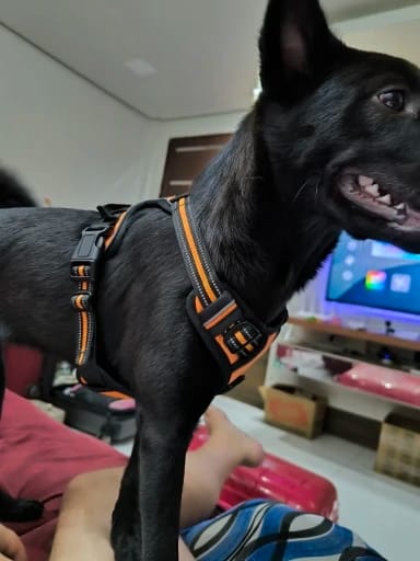 Customer photo review of Dog Collars Harness Big Vests Leash Pet Shop Everything for Dogs Leather Puppy Accessories Medium Small Set