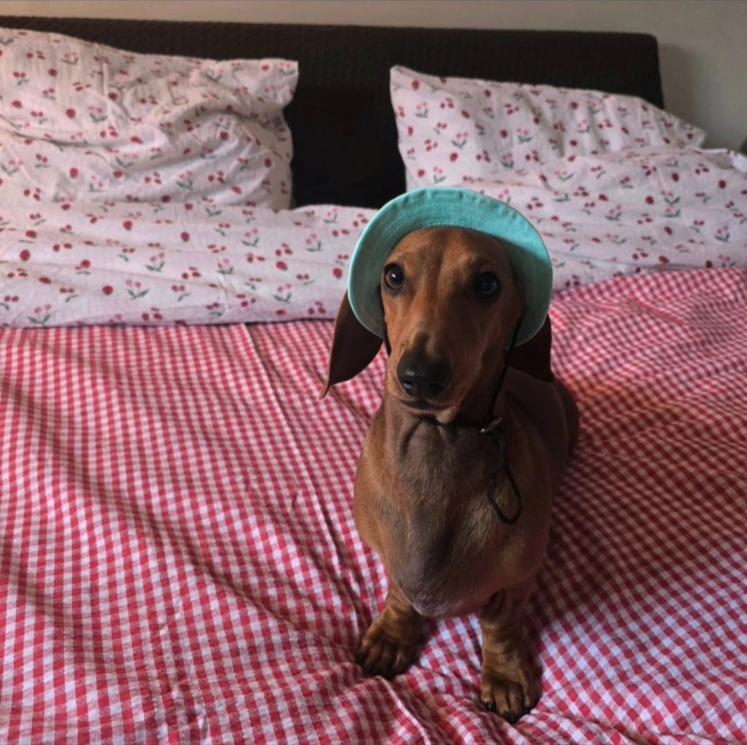 Customer photo review of Solhatt för hund | Svalkande Hundhatt
