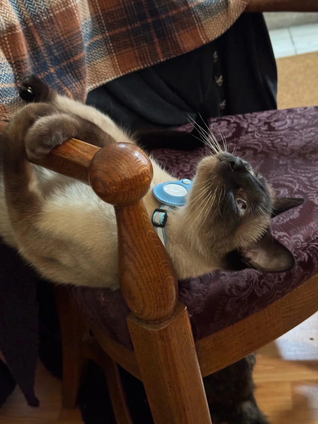 Customer photo review of Cat AirTag Holder Collar Breakaway Reflective Strips Adjustable Kitten Collar Waterproof Cat Bell Collar Pet Air Tag Case collar