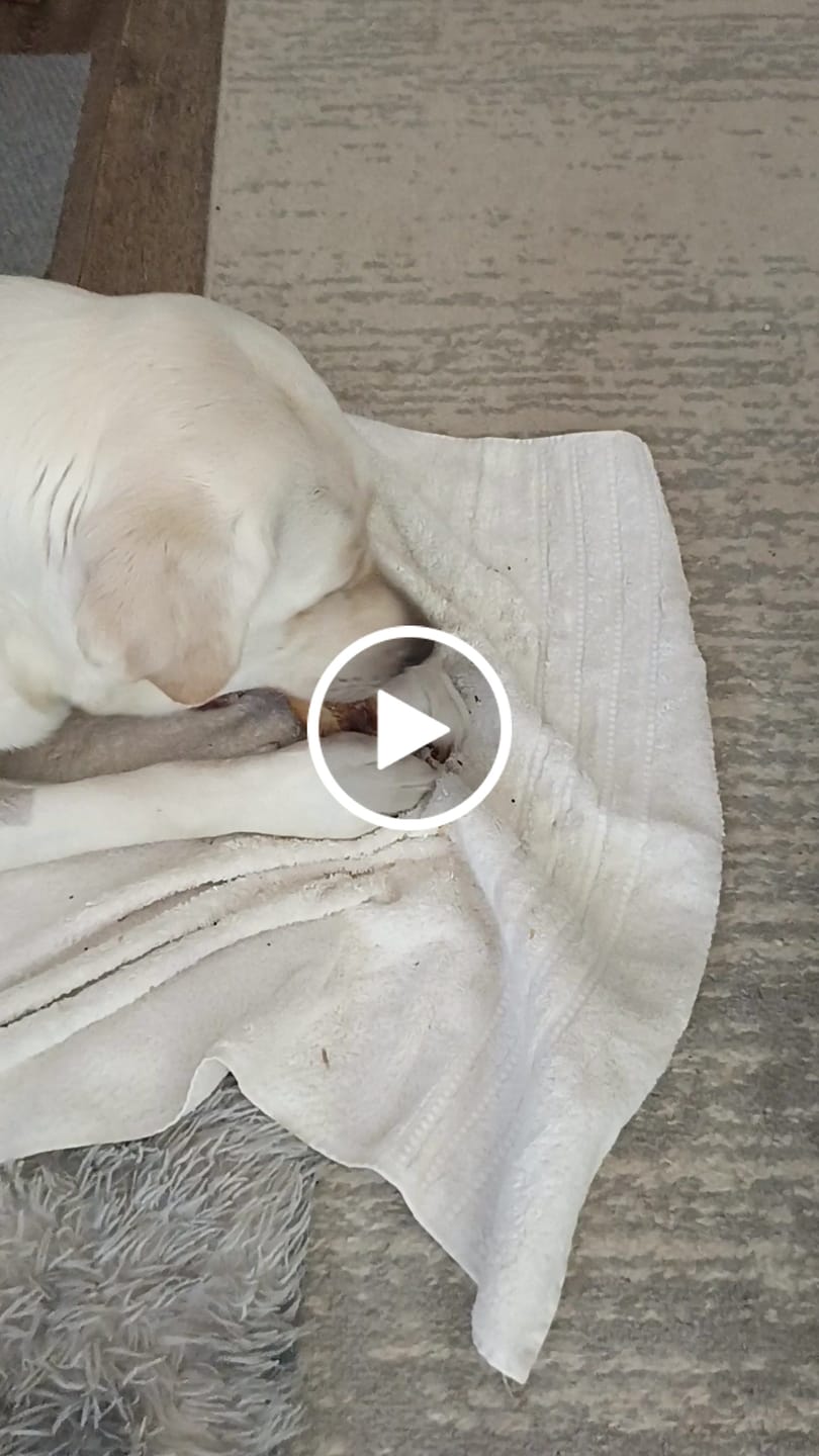 Customer video review of 5-6 Inch Marrow Bone