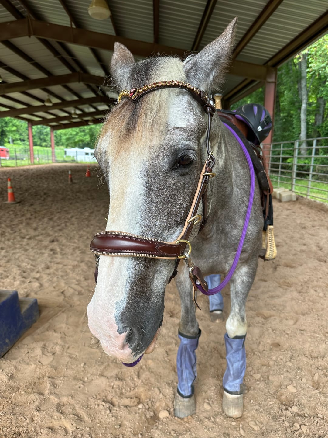 Customer photo review of Spiritandhiscrew X MASEGO Multi bridle, bit to bitless system no.2