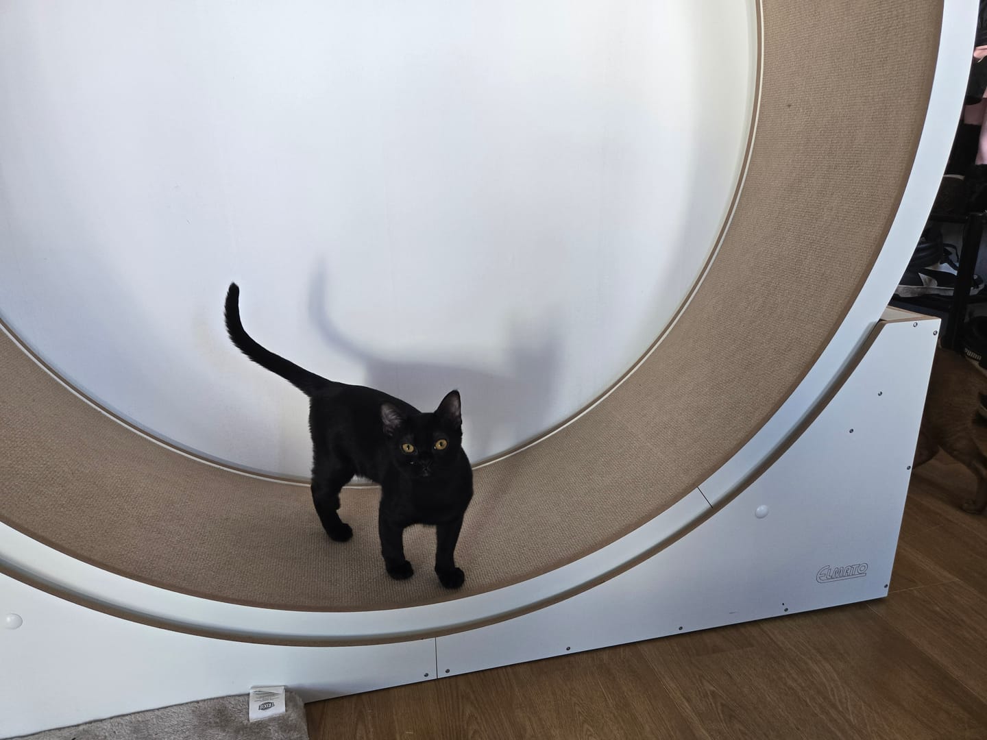 Customer photo review of Sofort verfügbare Katzenlaufräder von ELMATO