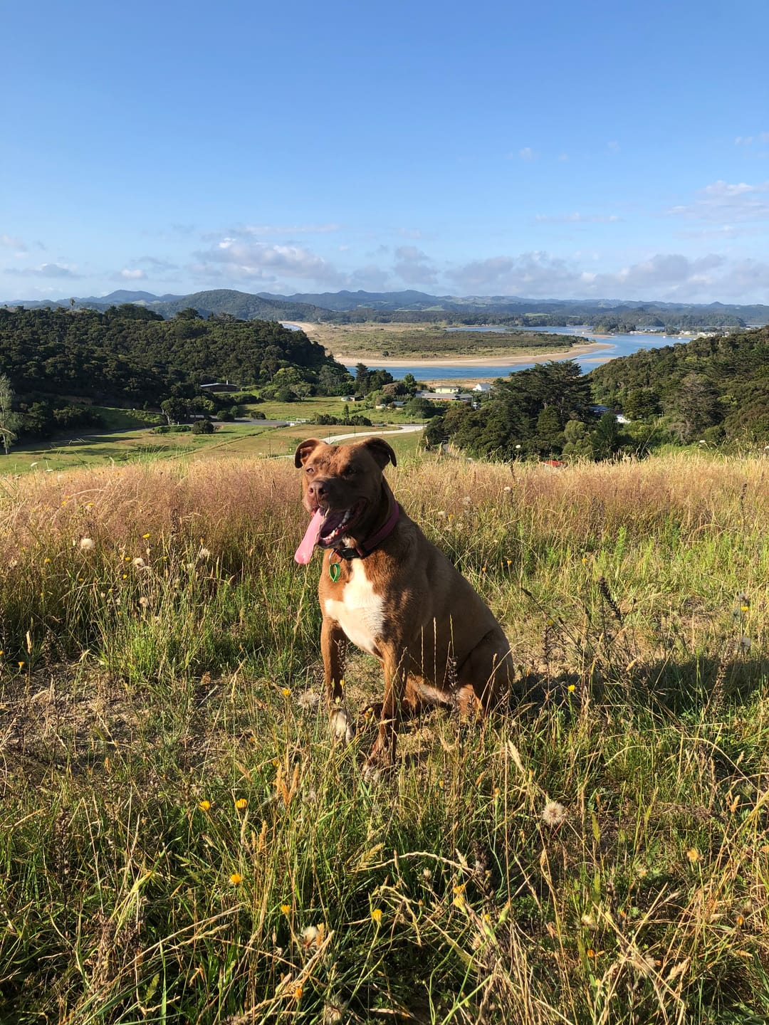 Customer photo review of Mobility & Joint Health Powder for Dogs