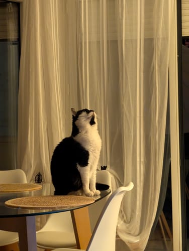 Le chat noir et blanc d'un client, assis sur une table en verre, la tête fièrement levée.