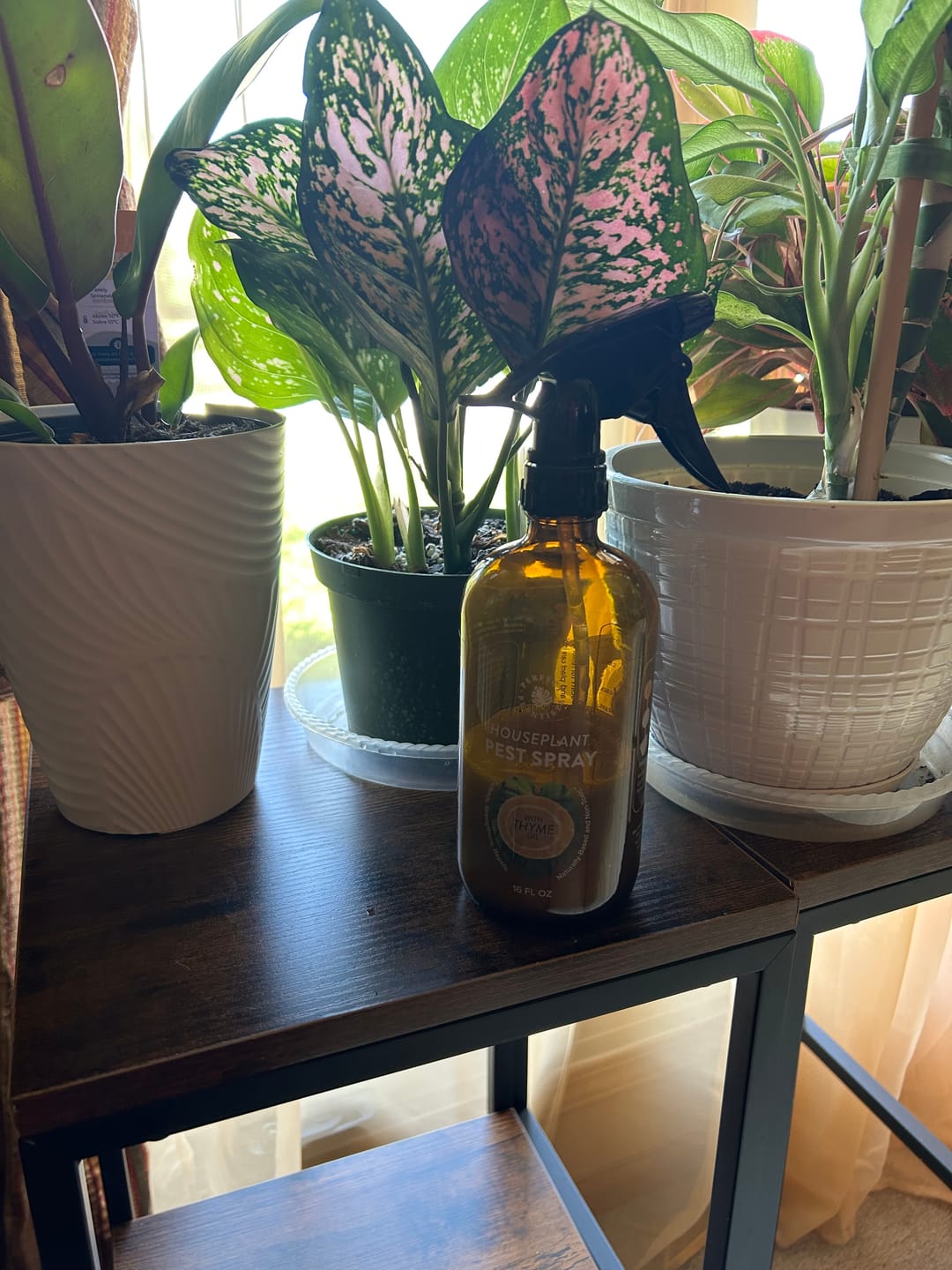 Customer photo review of Houseplant Pest Spray