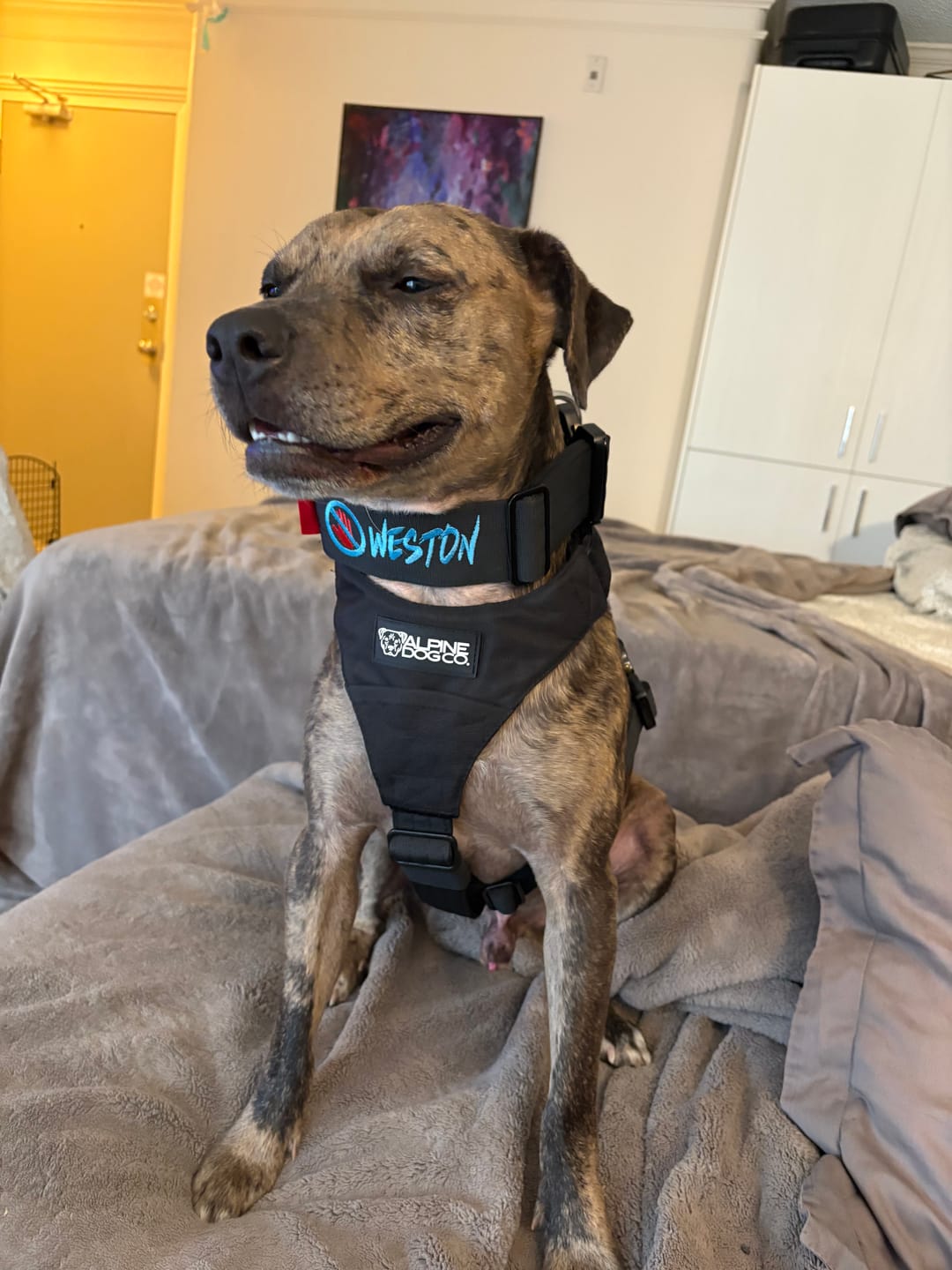 Customer photo review of 2" Tactik Dog Collar - Black