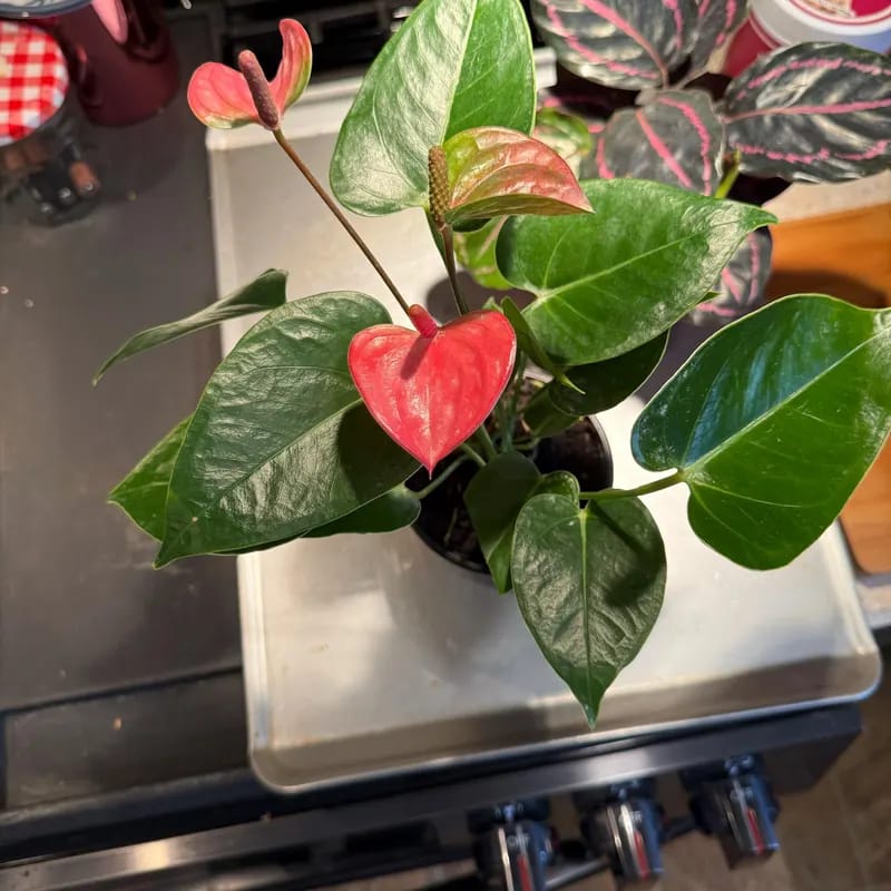 Customer photo review of Pink Anthurium Live Plant in 4" Grow Pot – Anthurium andraeanum ‘Pink Princess’ – Indoor Flowering Houseplant – Air Purifying & Easy Care Blooming Plant