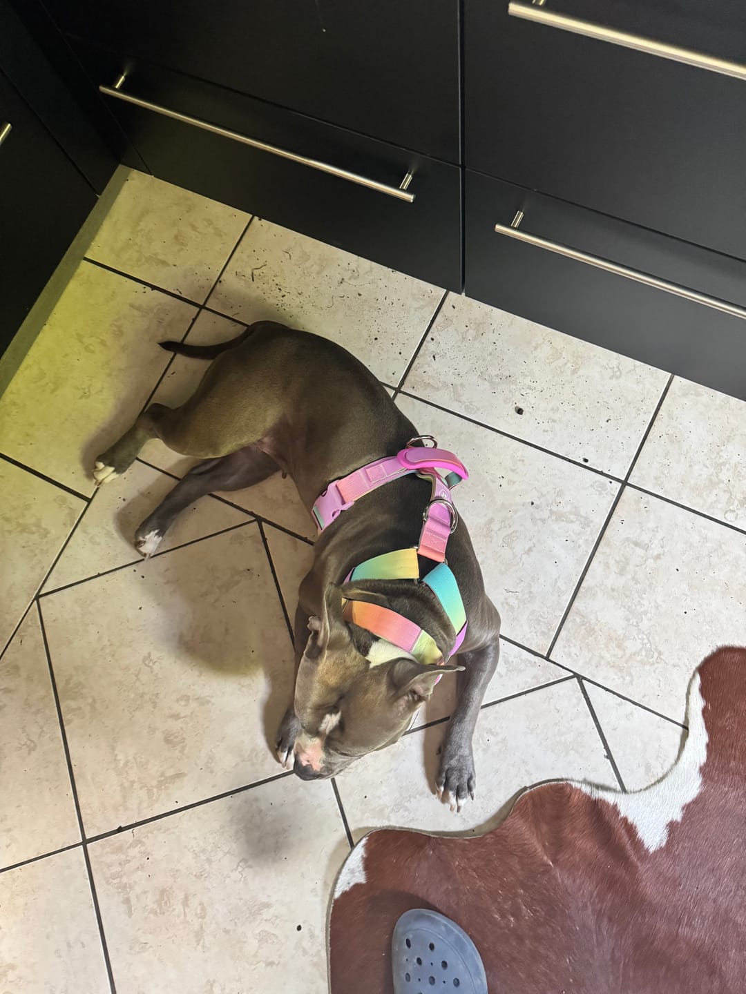 Customer photo review of Comfort Control No-Pull Dog Harness and Multipurpose Leash Sets