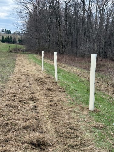 Customer photo review of Hybrid Chestnut