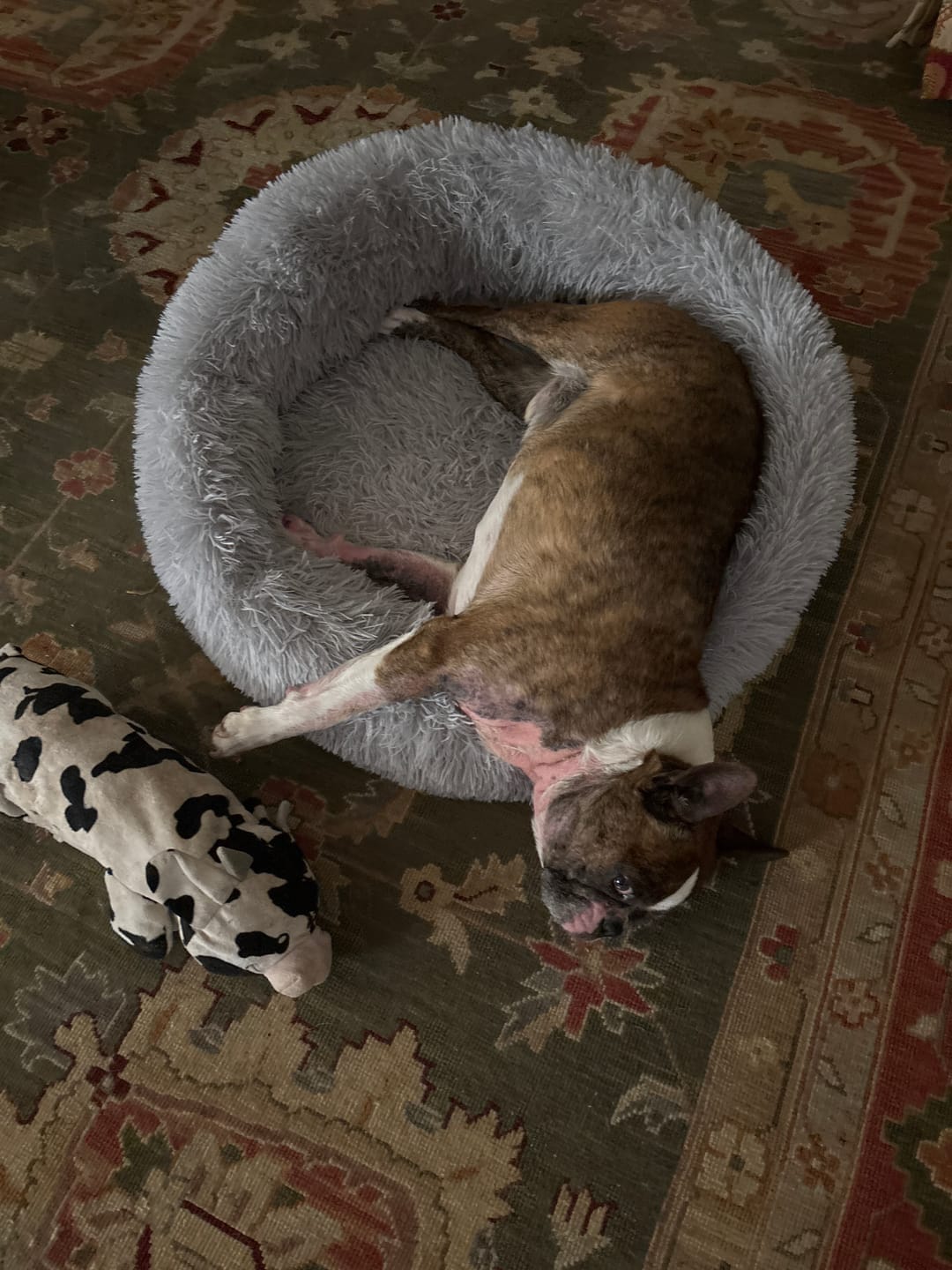 Customer photo review of The Original Fluffy Bean® Pet Bed