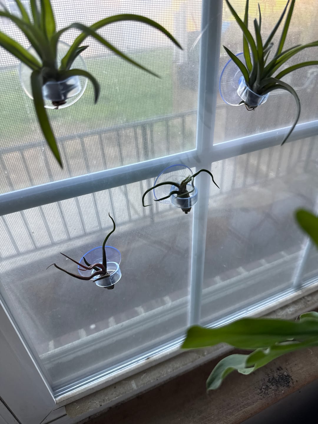 Customer photo review of Wholesale Bulbosa Small  (Minimum Order 5)