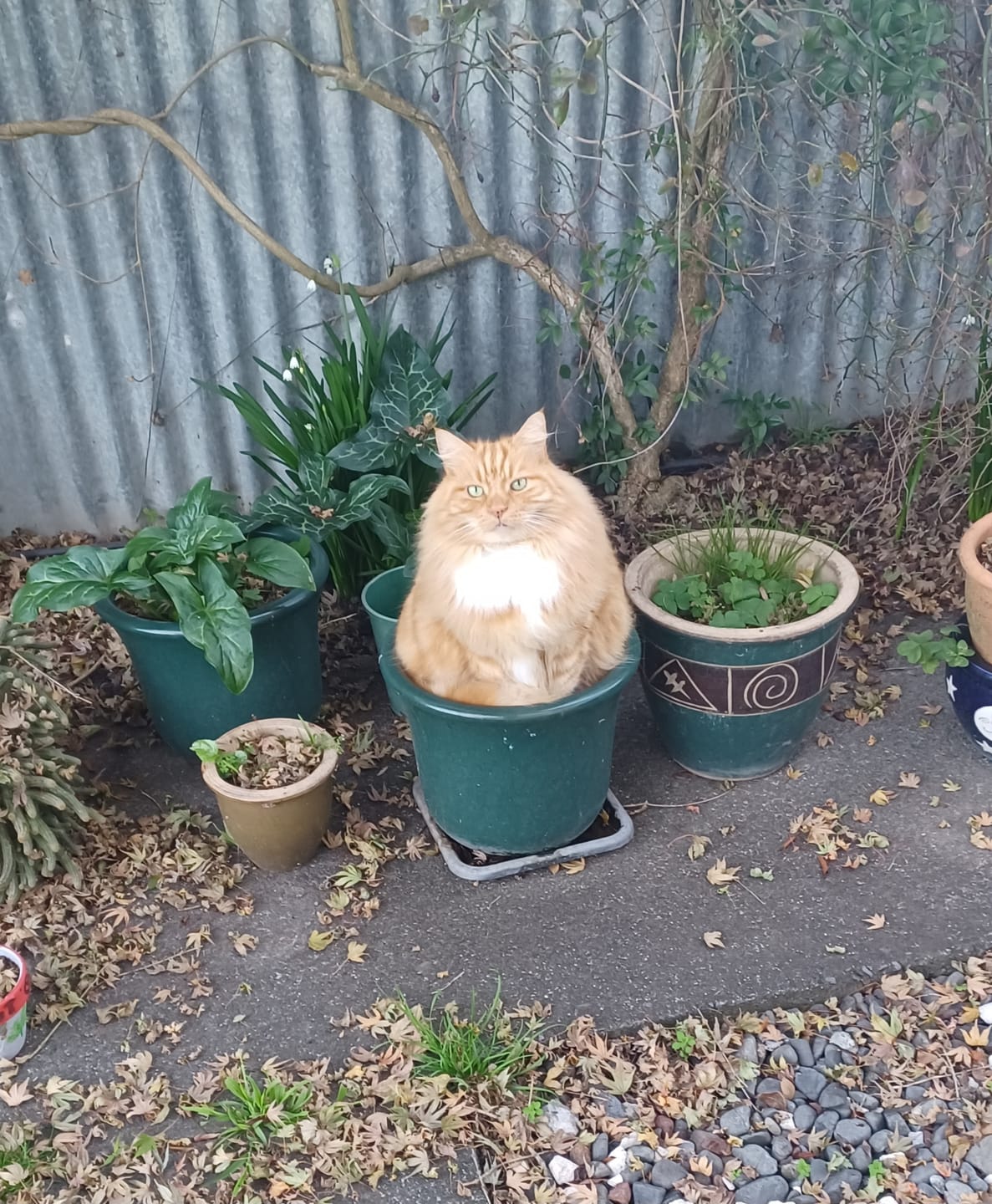 Customer photo review of Royal Canin Veterinary Diet Urinary S/O Cat