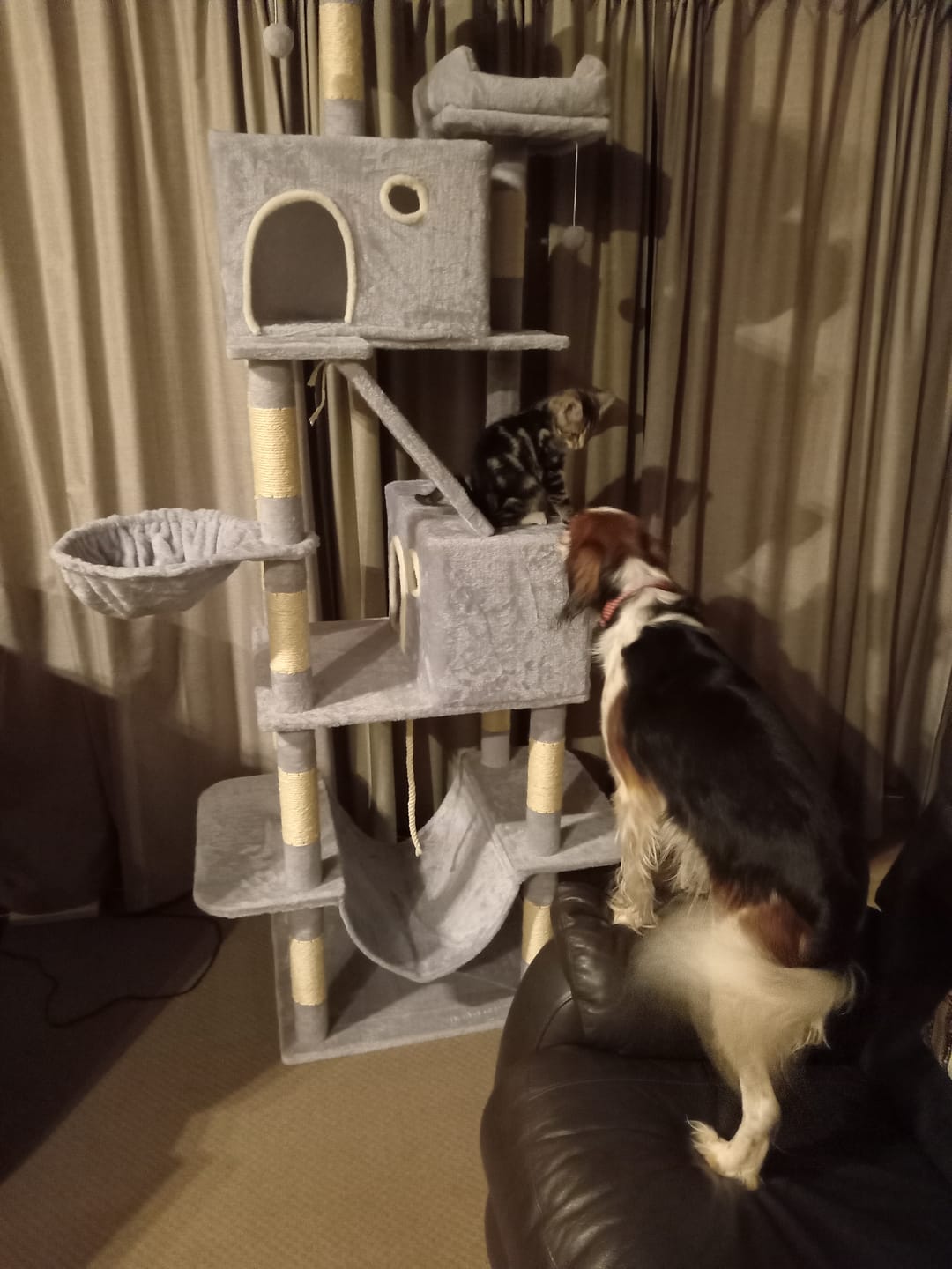 Customer photo review of Pawz Cat Tree Tower Scratching Post Scratcher 206cm Climbing Tree House Bed Grey