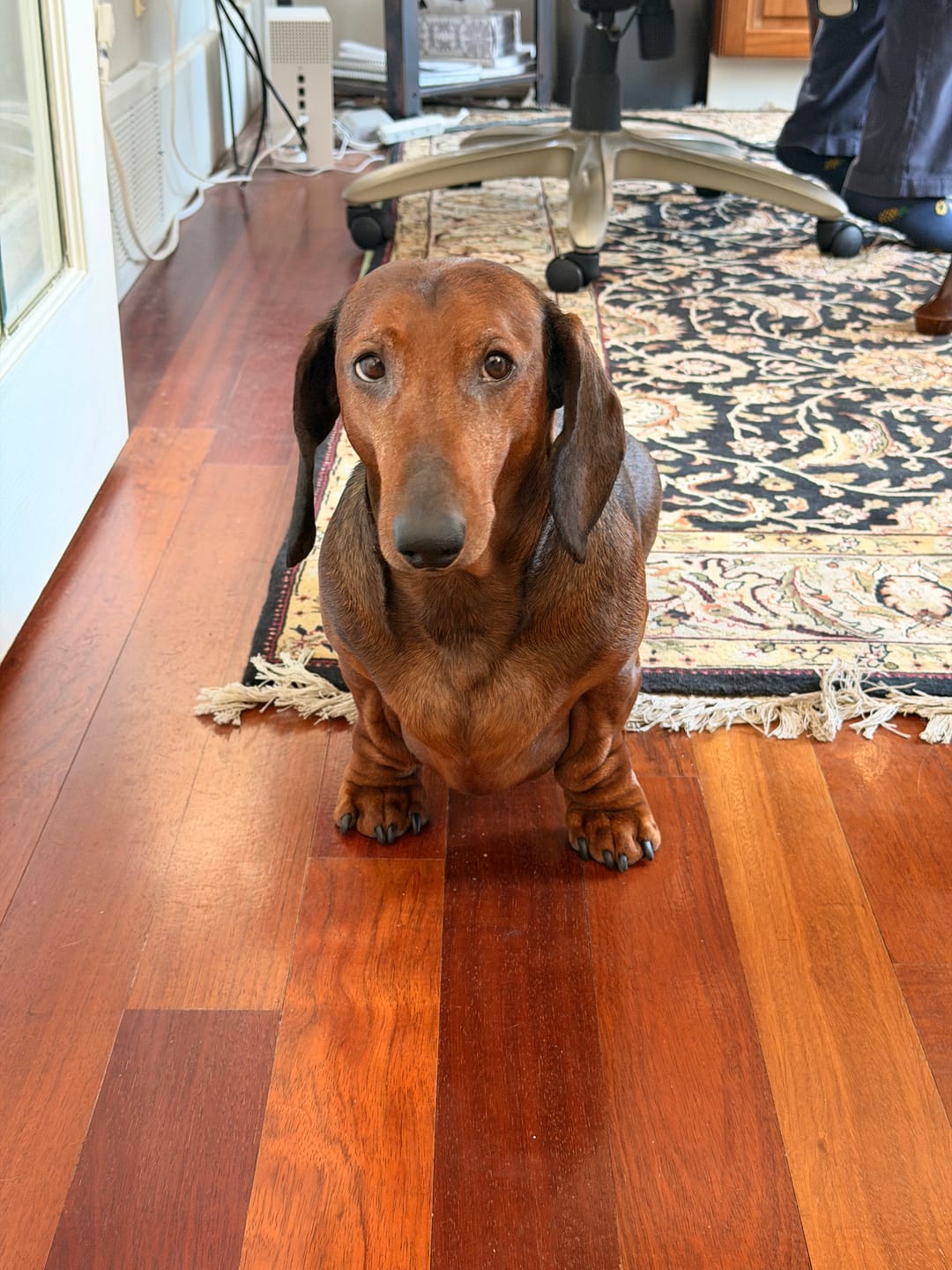 Customer photo review of Aelfric Eden Embroidery Dog Baggy Barrel Sweatpants