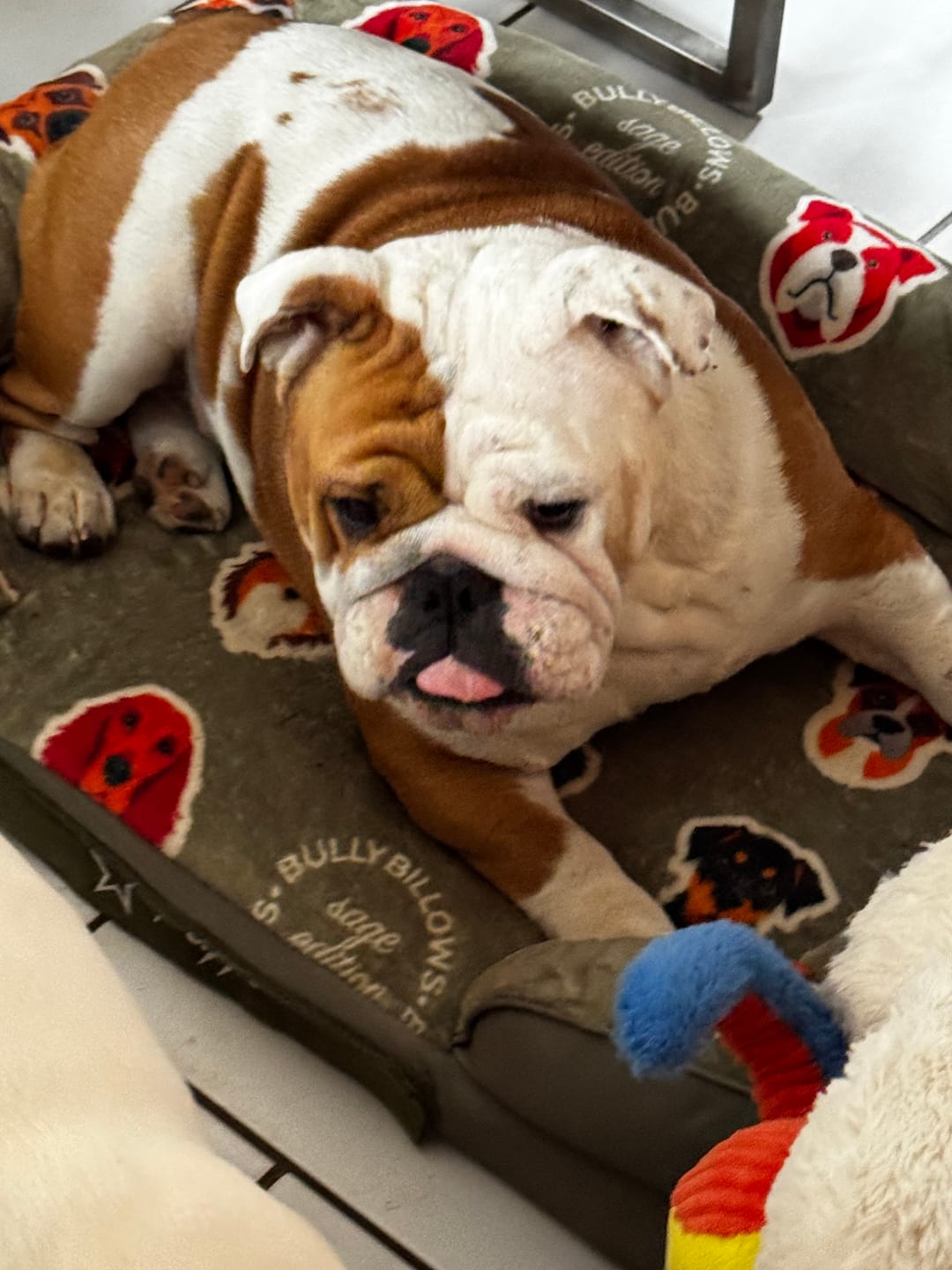 Customer photo review of Dog Bed Cover | Sage