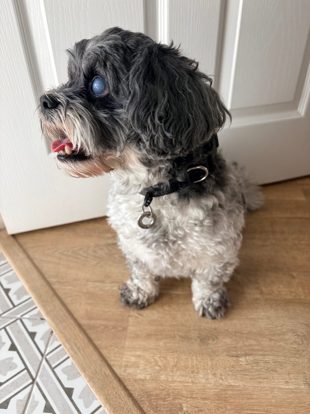 Customer photo review of Comfort Collar