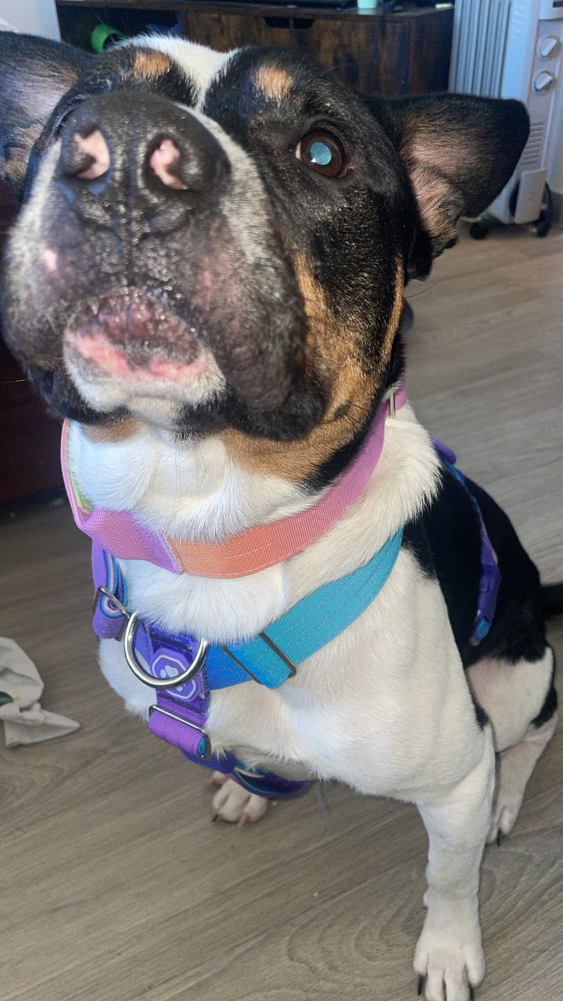 Customer photo review of Comfort Control Collar - Pastel Icing