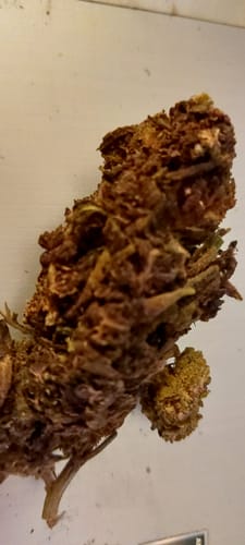 Customer photo review of 🧞Purple Kinky Kush – Power Level 5/5
