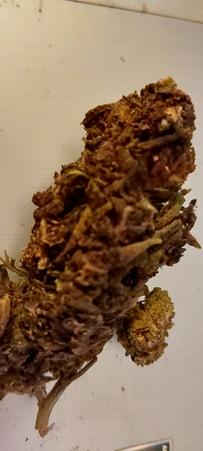 Customer photo review of 🧞Purple Kinky Kush – Power Level 5/5
