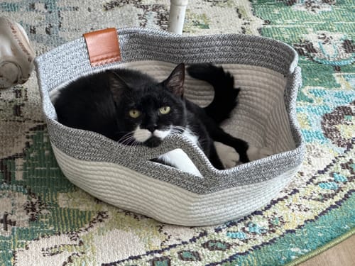 Customer photo review of Instinct Basket | Meet the first research-backed natural territory for indoor cats
