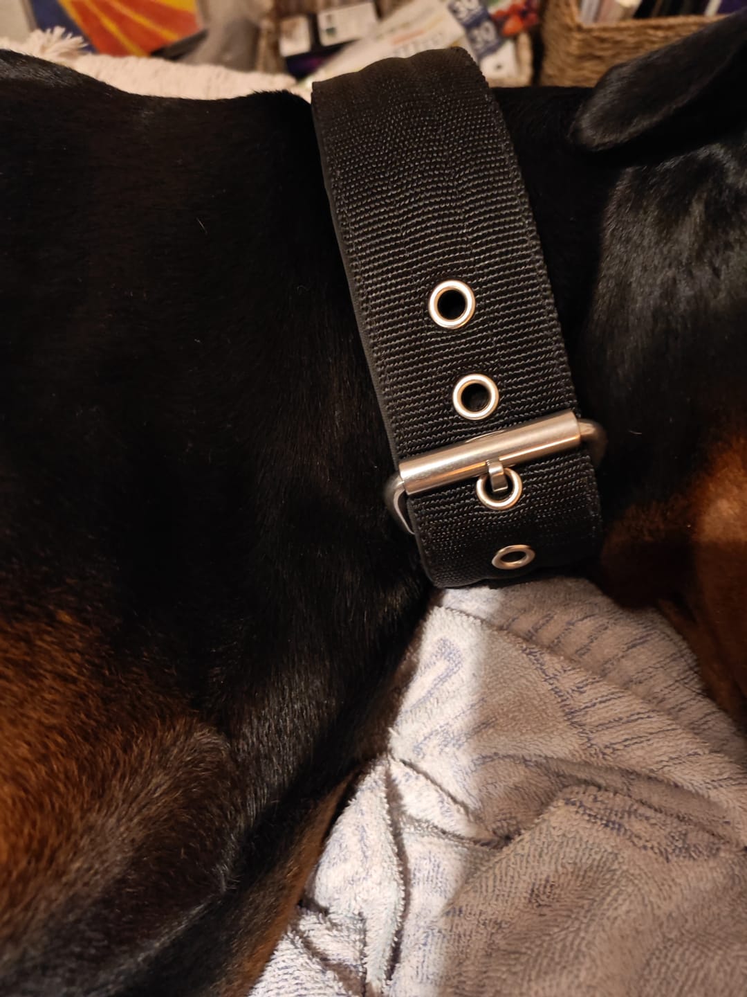 Customer photo review of 5cm Pin Buckle Collar | With Handle - Black