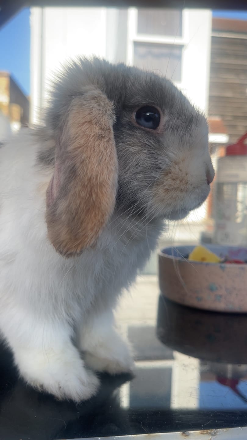 Customer photo review of Best of Both - Ultra Premium Canadian Timothy Hay for Rabbits and Guinea Pigs