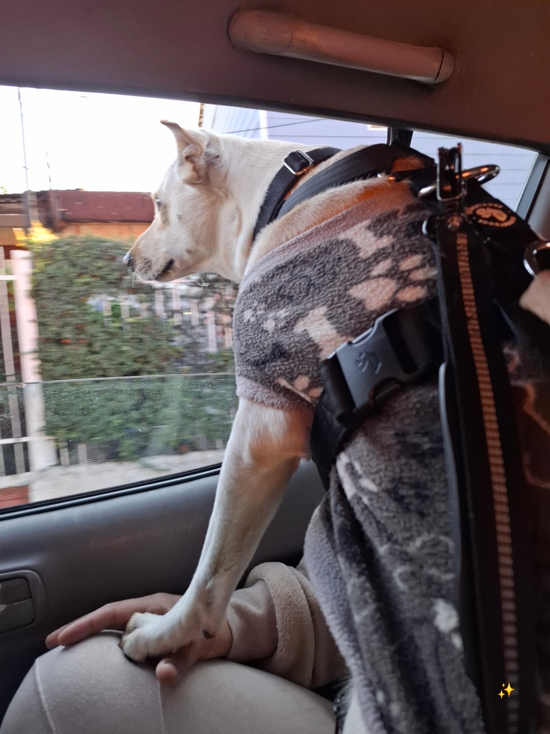 Customer photo review of Arnés Strap para Perros- Street Dogs - Black