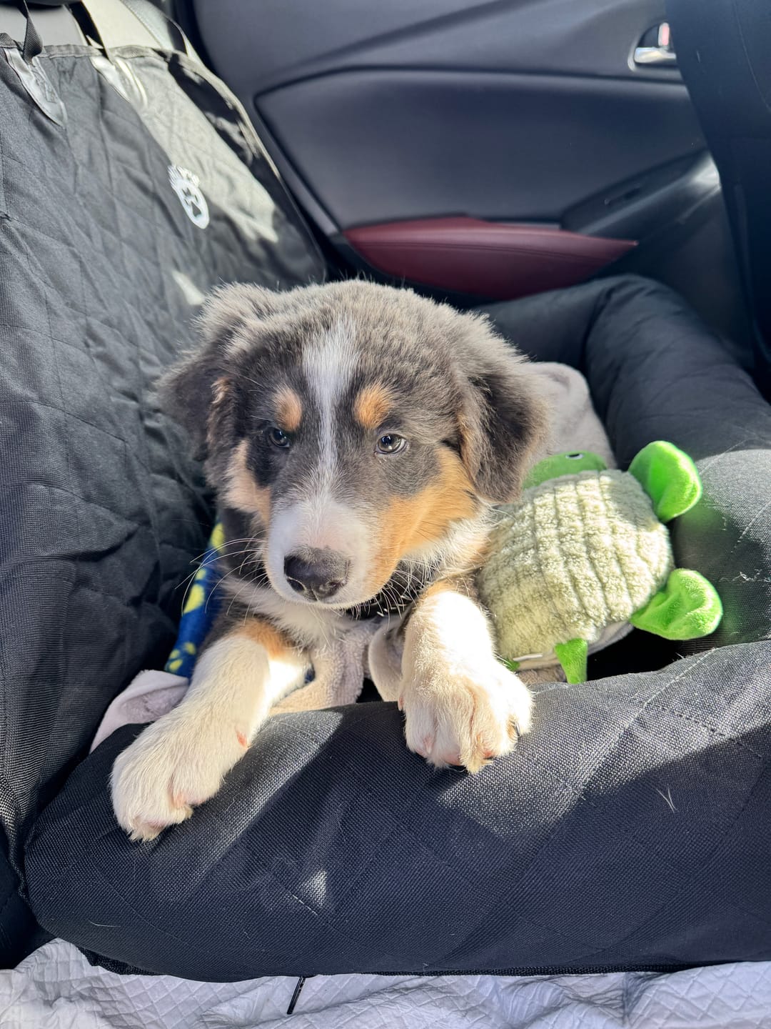 Customer photo review of Car Seat Cover