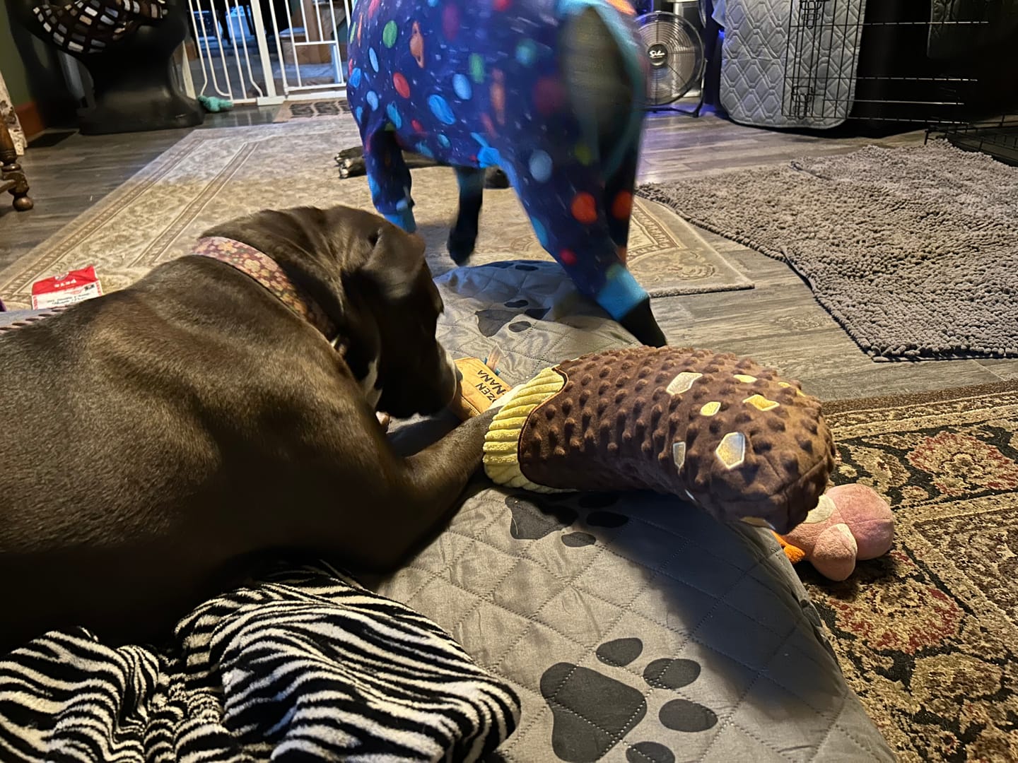 Customer photo review of Dog Pajama - Planets