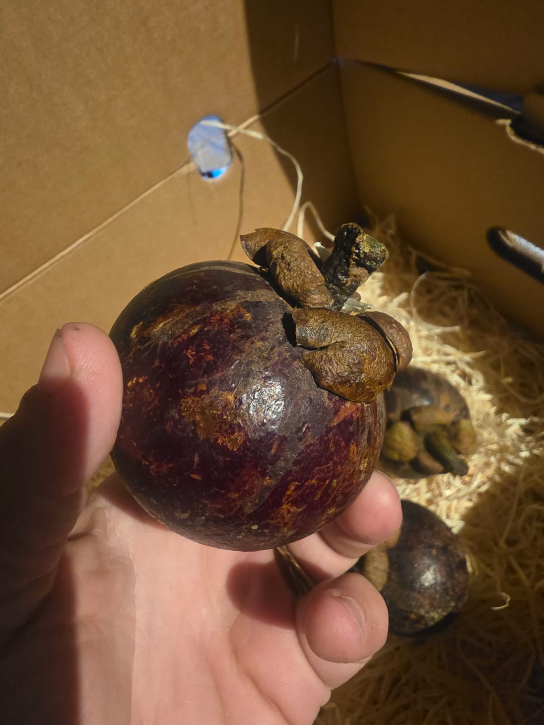 Customer photo review of Mangostan unbehandelt Thailand 1,5kg Box Kennenlernpreis %