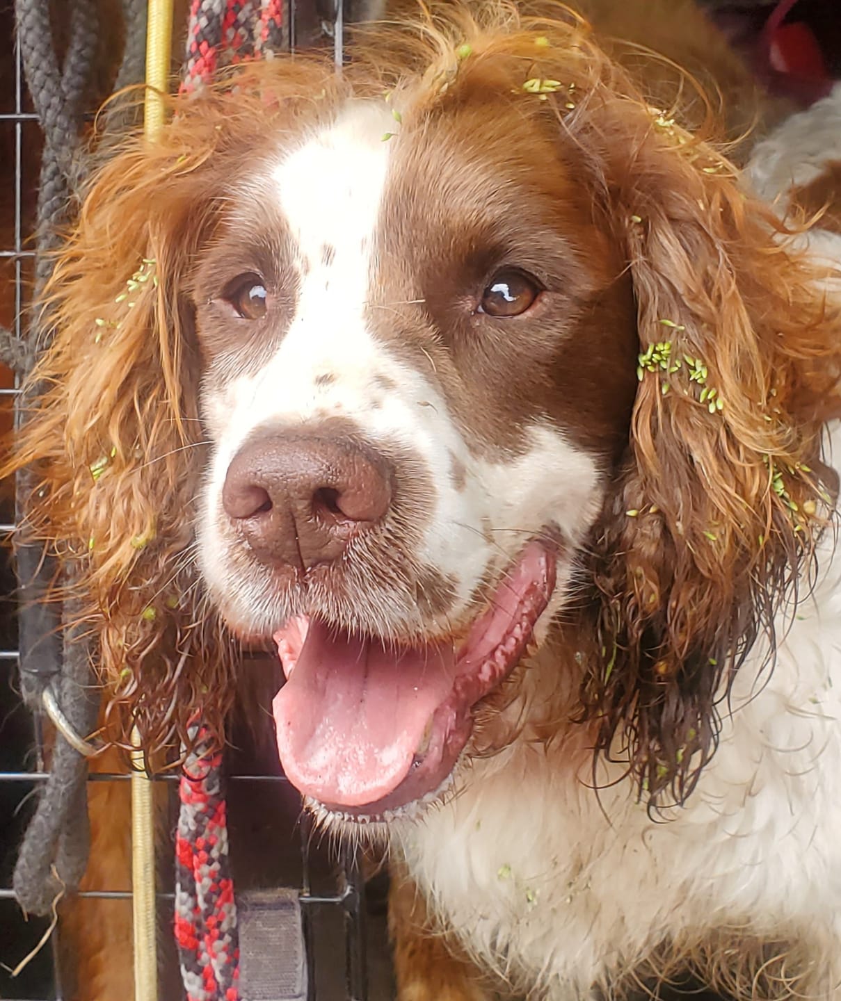 Customer photo review of collagen for dogs