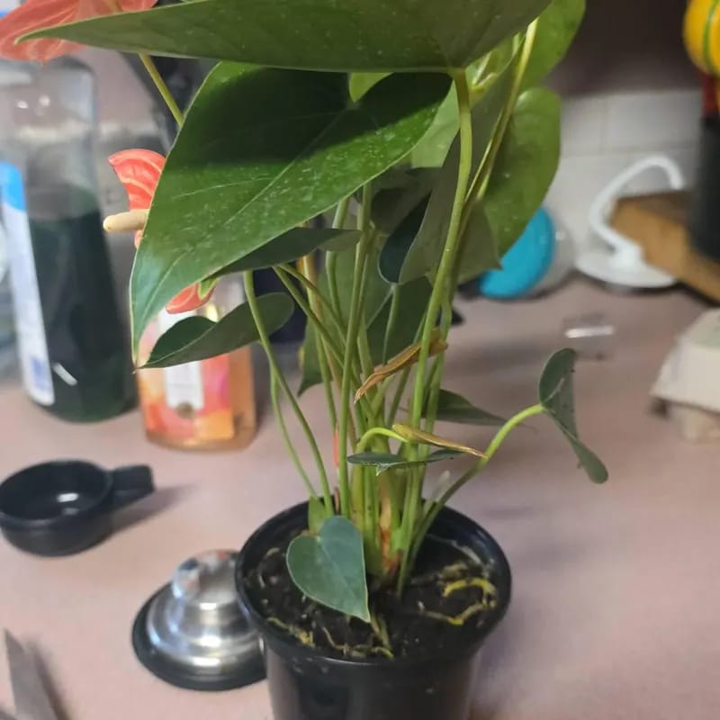 Customer photo review of Pink Anthurium Live Plant in 4" Grow Pot – Anthurium andraeanum ‘Pink Princess’ – Indoor Flowering Houseplant – Air Purifying & Easy Care Blooming Plant