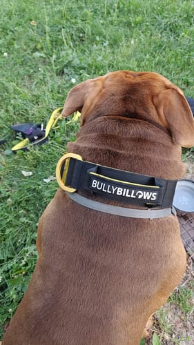 Customer photo review of 5cm Lighter Combat® Collar | With Handle Secure Clip - Black x Yellow