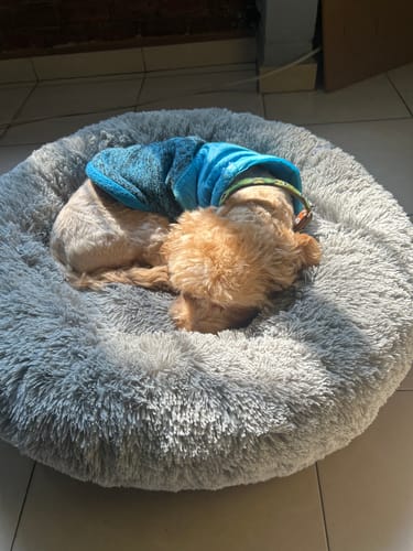 El perro de un cliente duerme acurrucado en la Cama Antiestrés para Perros, que es redonda y gris.