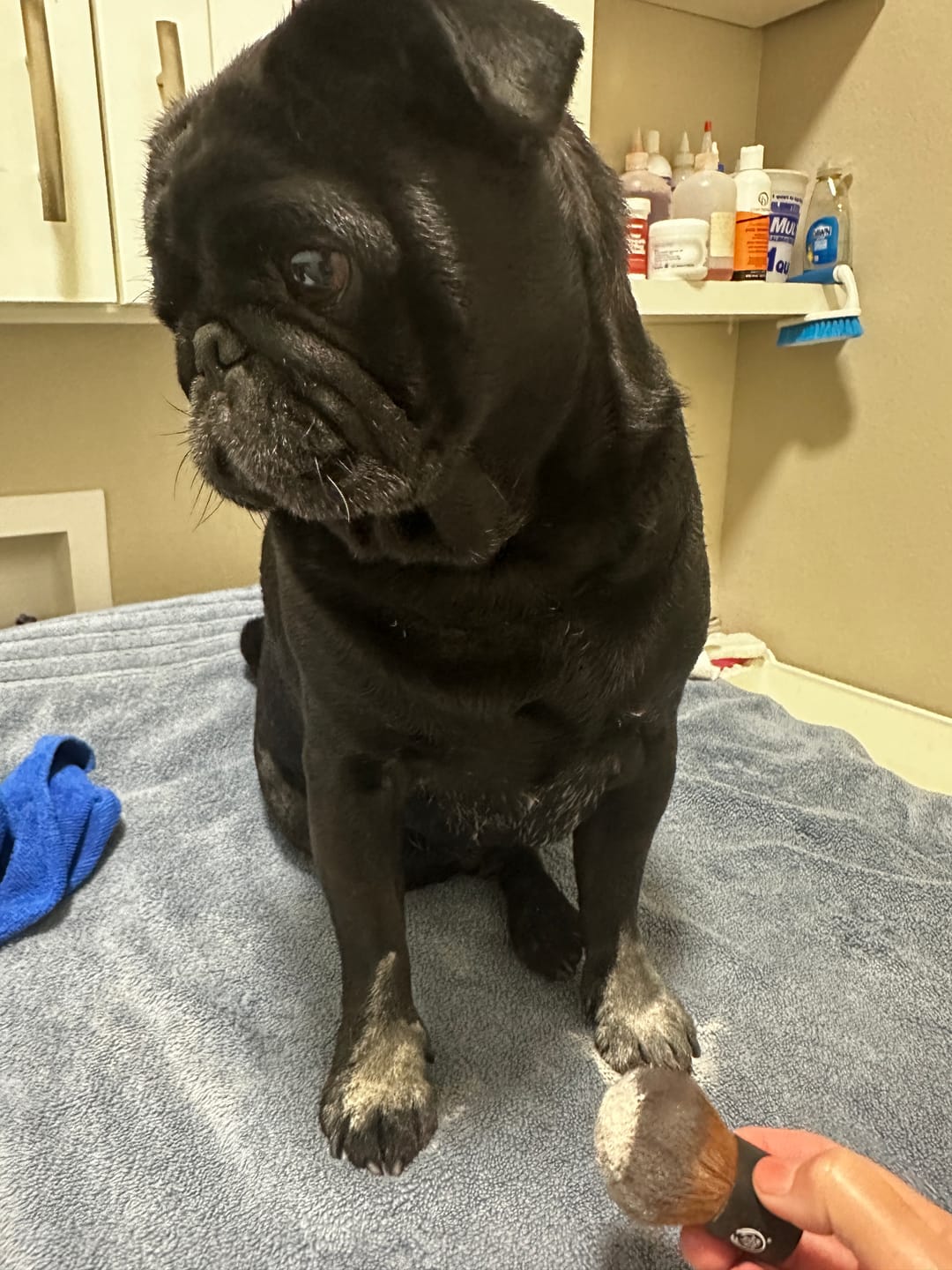 Customer photo review of Daily Preventative Powder - Canine & Cat