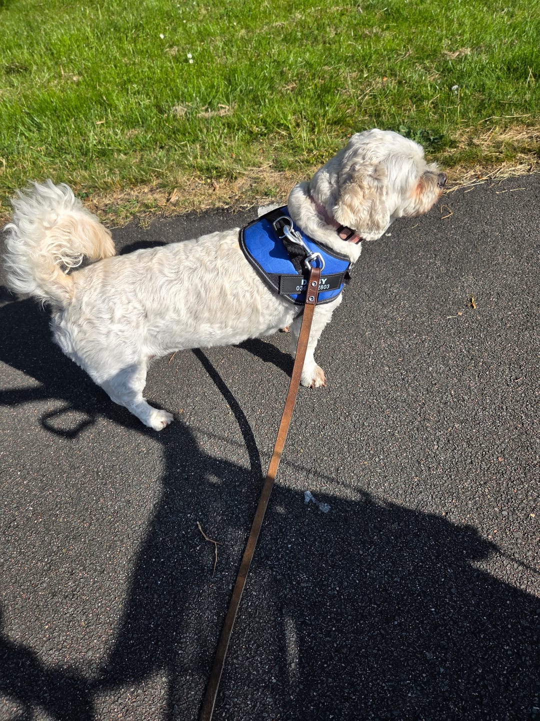 Customer photo review of PawGuard - Gepersonaliseerd Hondentuigje