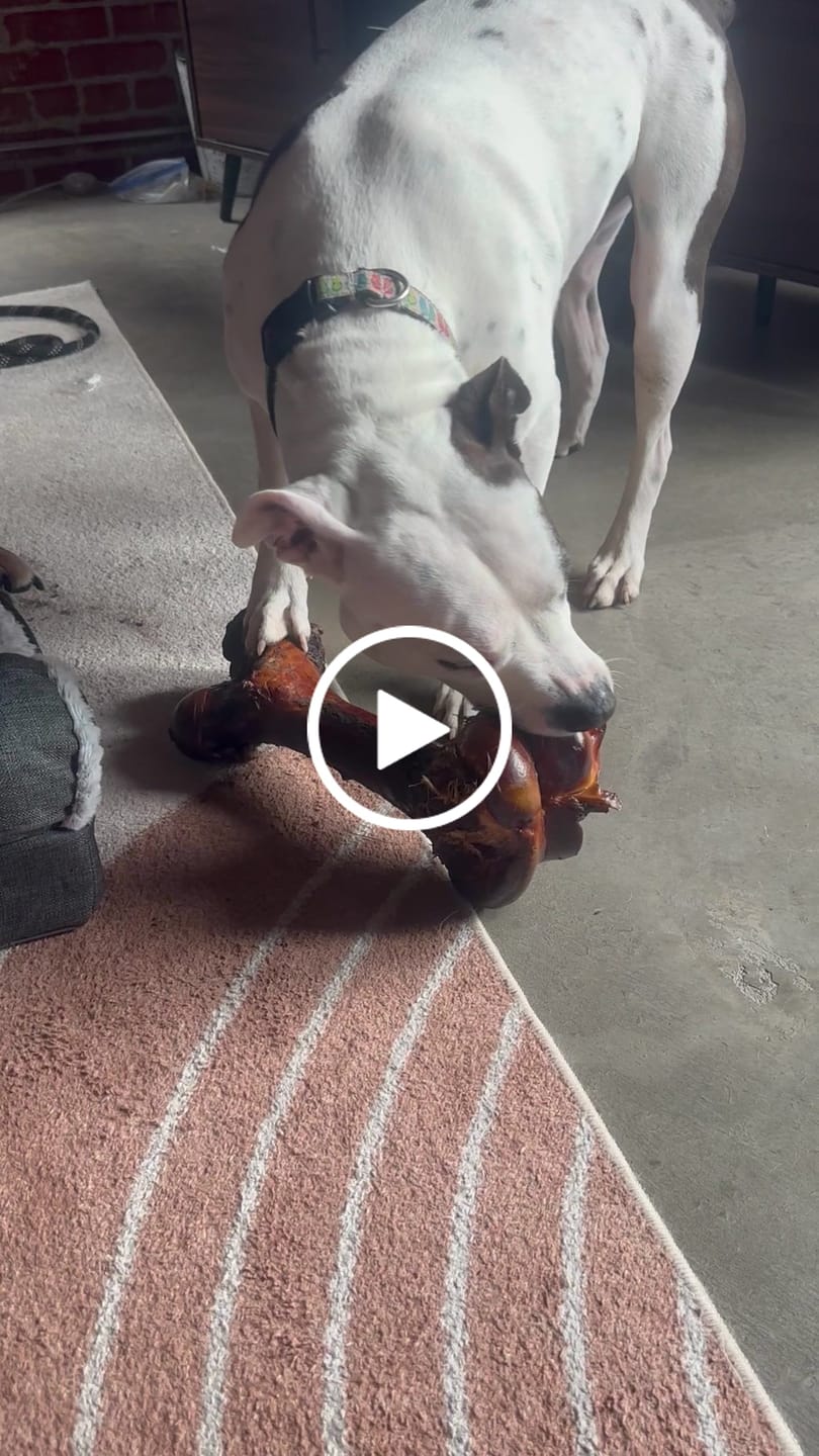 Customer video review of Smoked Dinosaur Bones