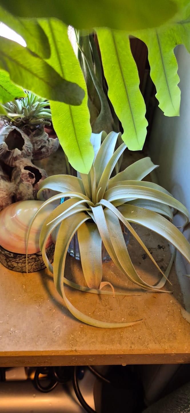 Customer photo review of Tillandsia xerographica 'Bonsai'