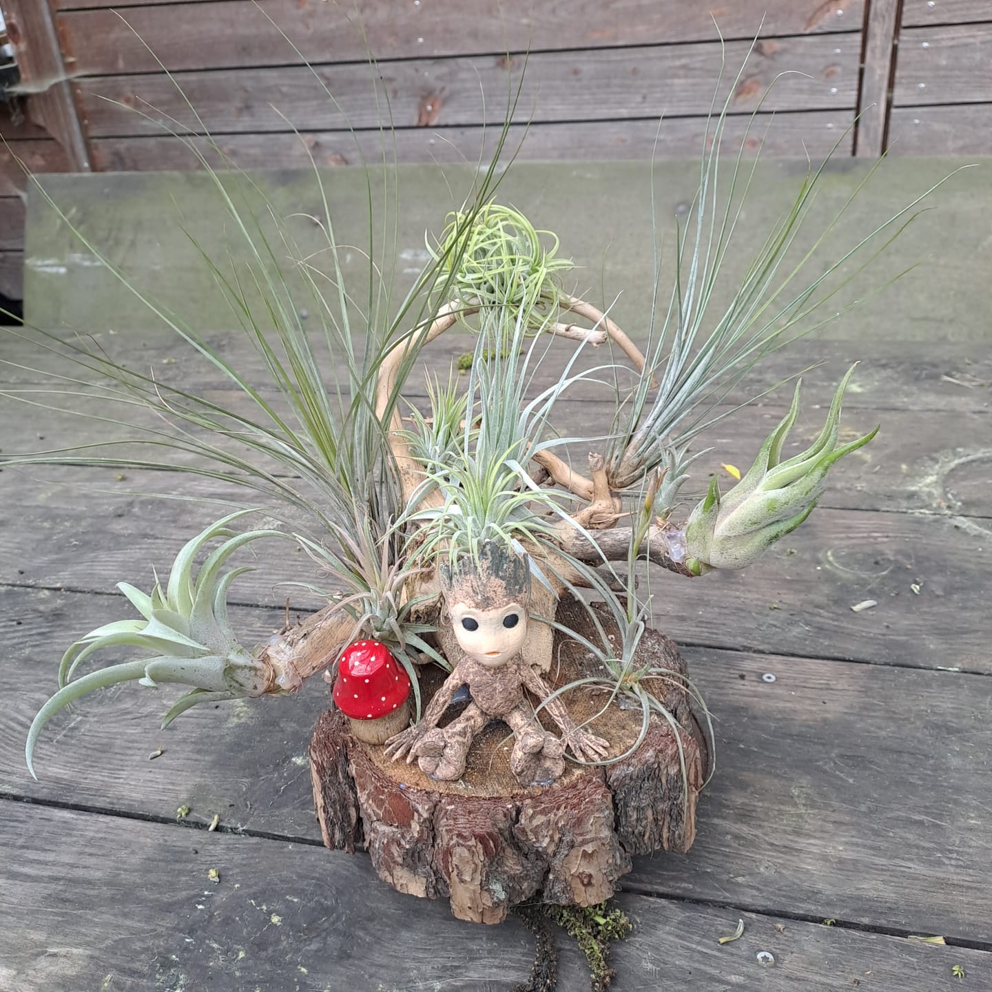 Customer photo review of Tillandsia ionantha 'Red Marble'